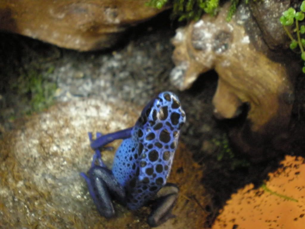 BabyChameleons5.jpg