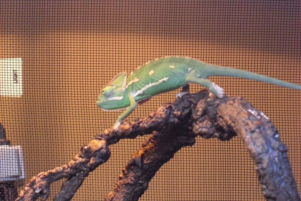 Lizard022.jpg