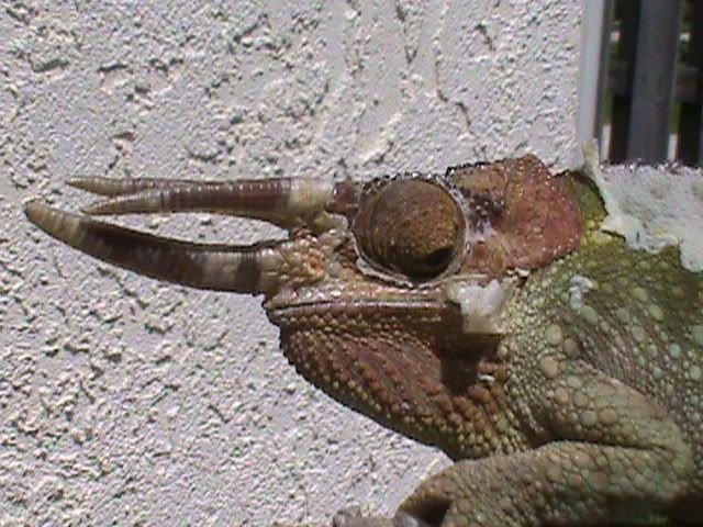 DSC00005.jpg