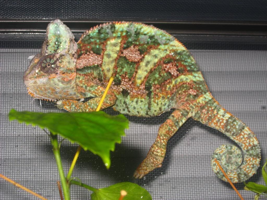 animals564.jpg