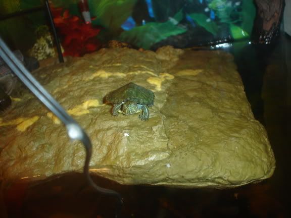 TankMates002.jpg
