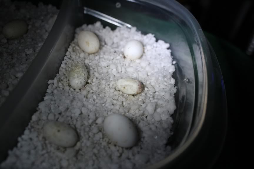 egghelp3.jpg