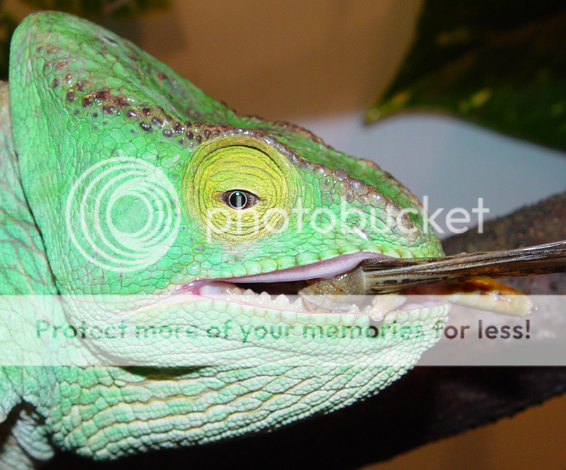 close-up-el.png