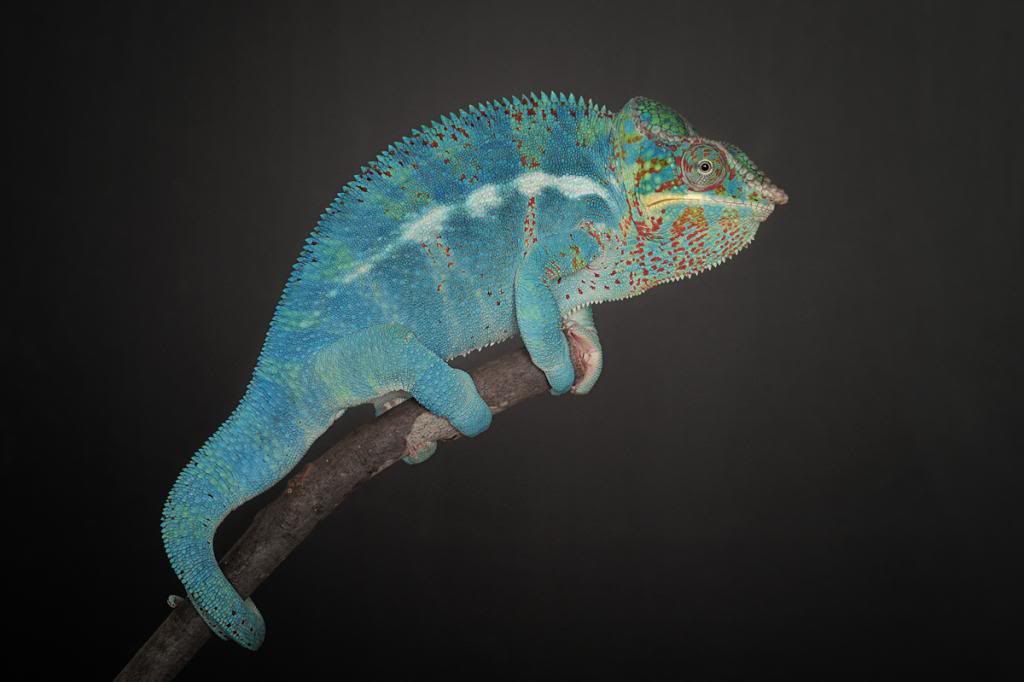 IwoAmbanjaMale_zps4c3c1727.jpg