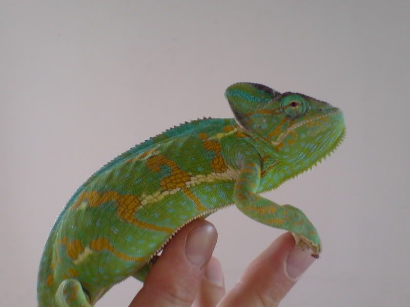 DSC00079.jpg