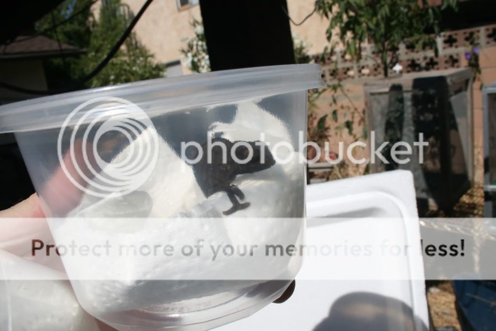 chamnationimport006.jpg
