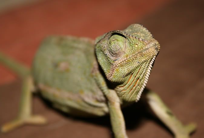 cham016.jpg