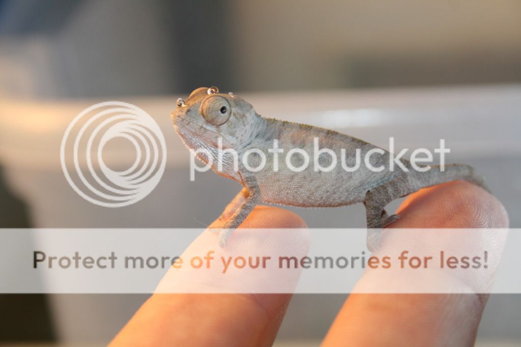 tritonfalybabies020.jpg