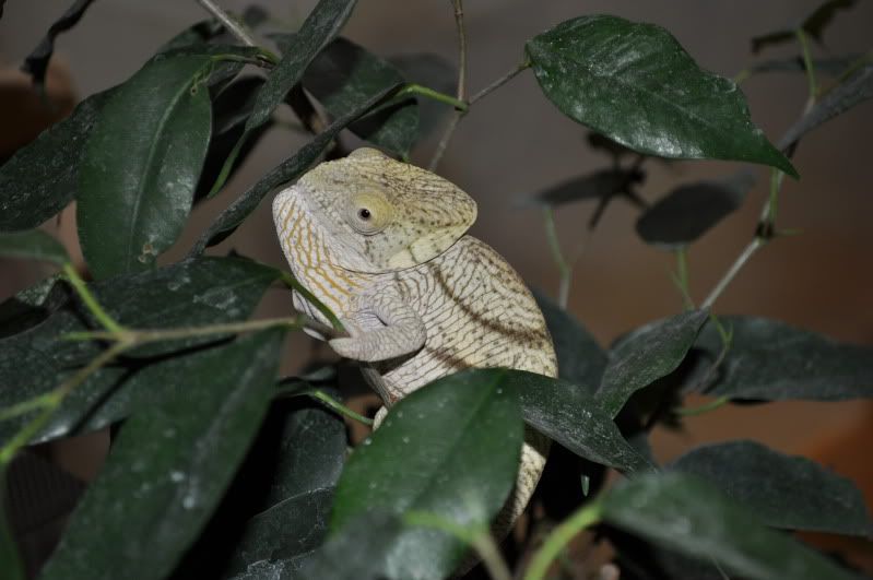 DSC_0632.jpg