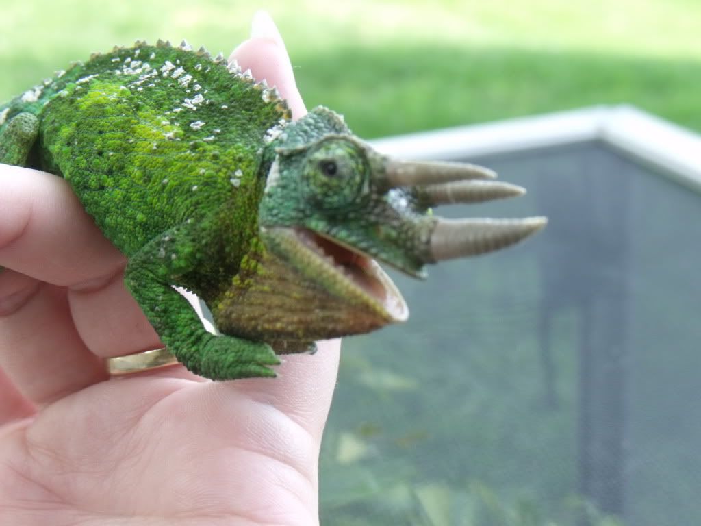 2010_0520chams0005.jpg
