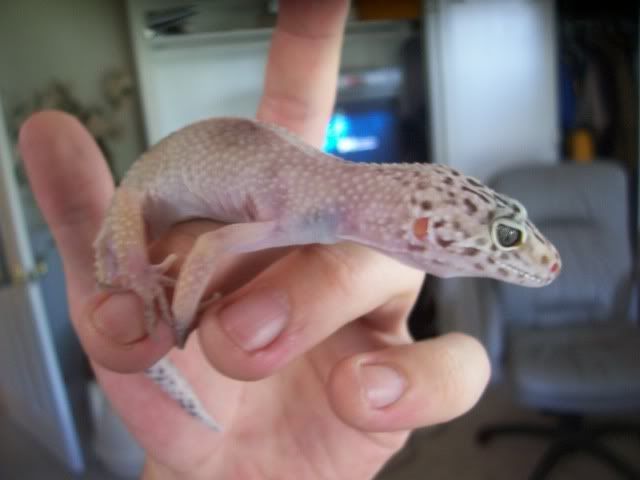Gecko006.jpg