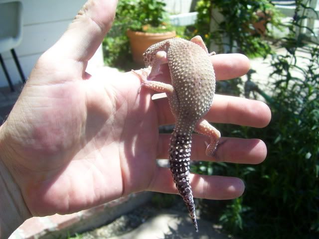 Gecko007.jpg
