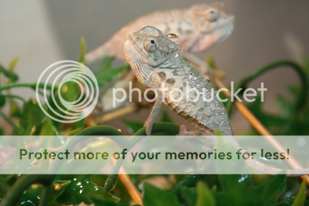 tritonfalybabies001-1.jpg