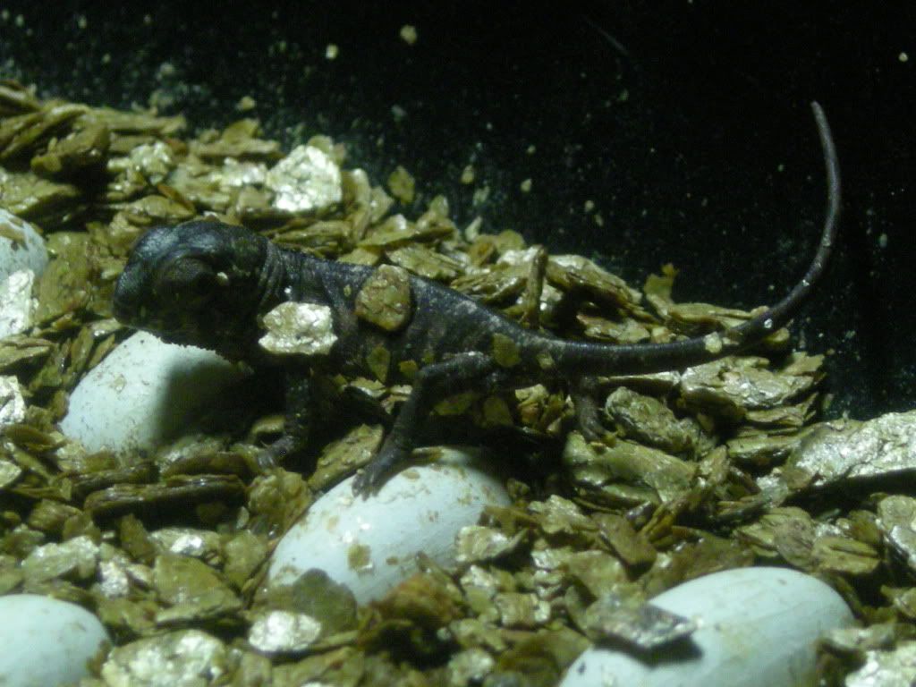 3-19-09001.jpg