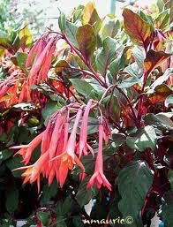 Fuchsiatriphylla.jpg