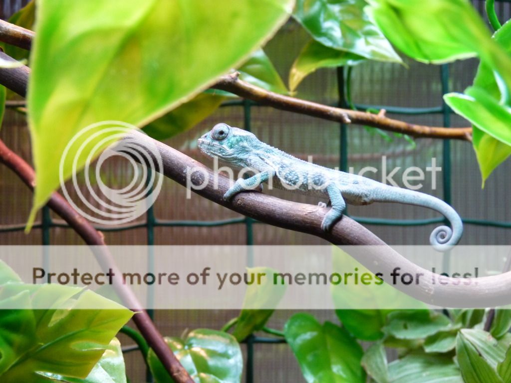 Chameleons021.jpg