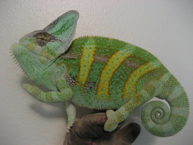 NIckspics089.jpg