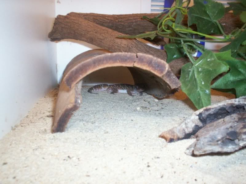 geckos007.jpg