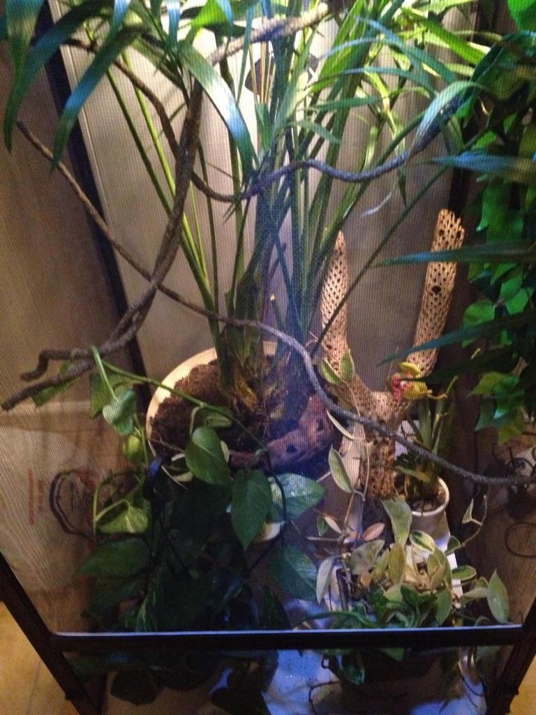 cage1_zpsb0270363.jpg
