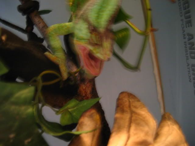 MoreOggie019.jpg