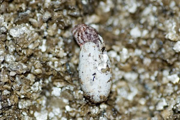 cham_new_hatch_1_uploda.jpg