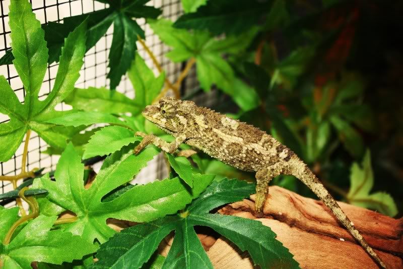 chameleon005.jpg