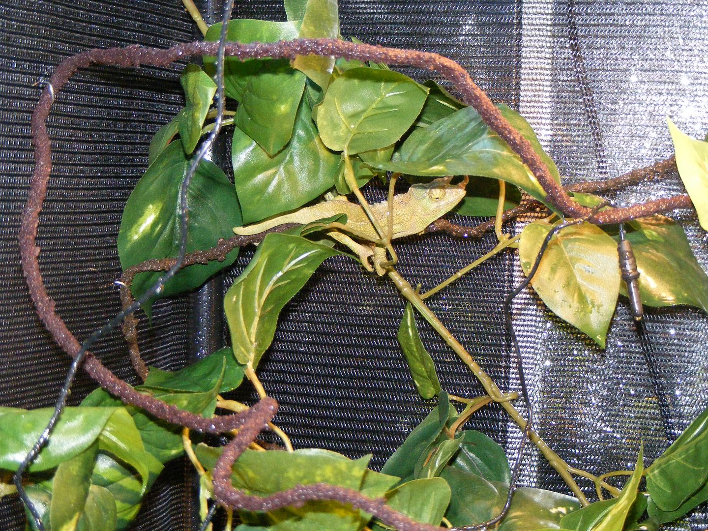 DSCF0344.jpg
