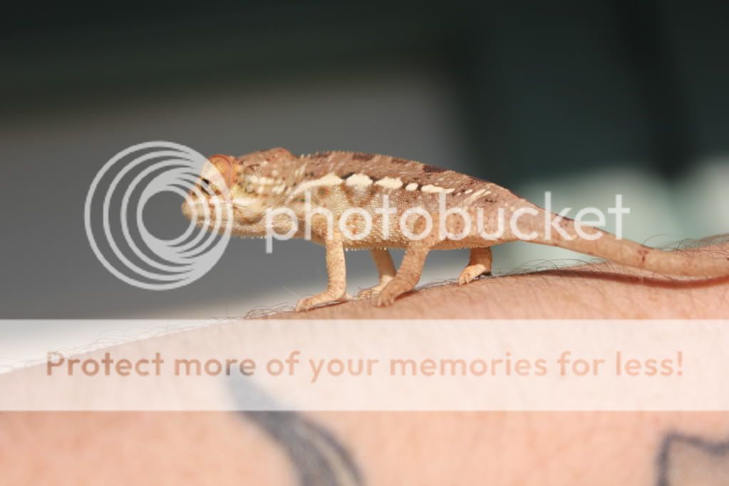 Chamandbugpics161.jpg