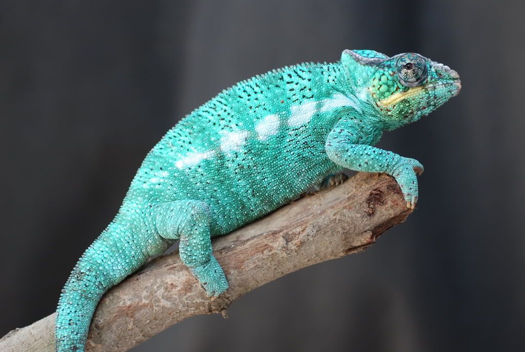 vegasid179.jpg