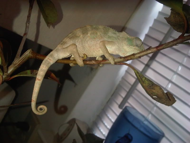chameleon3019.jpg
