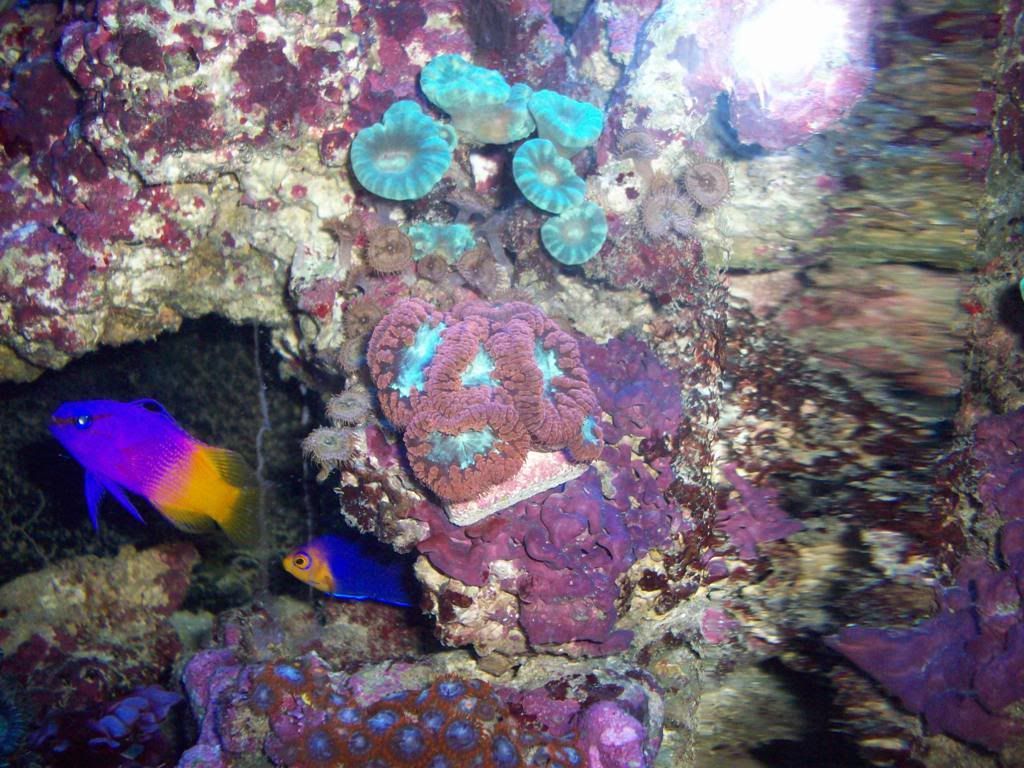 reef5-5-10c.jpg