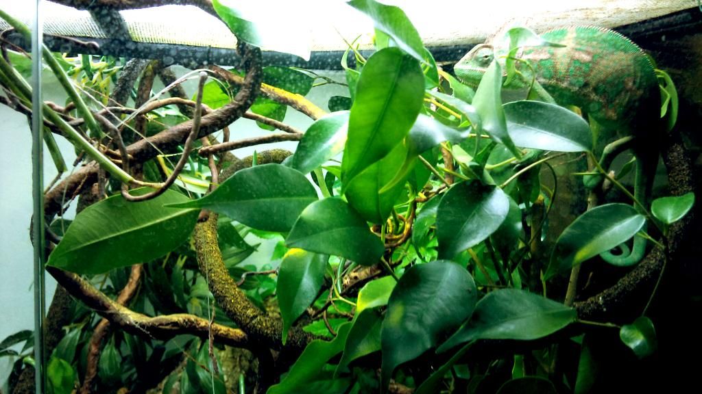 Cage1.jpg