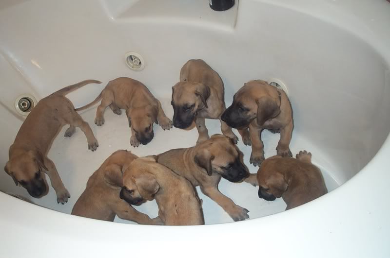08puppies.jpg