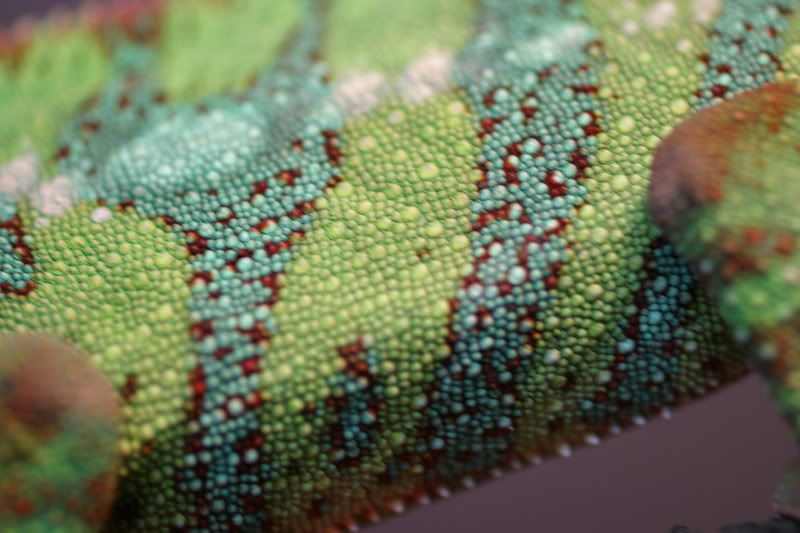 Sept1stChameleon014.jpg