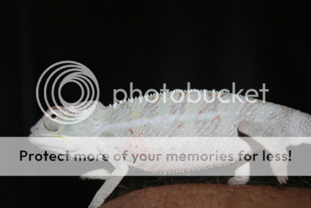 2ndkushclutch012.jpg