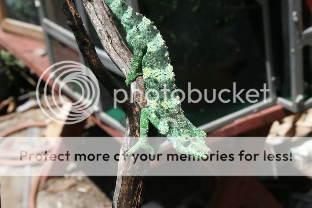 eospics9-19-09006-7.jpg