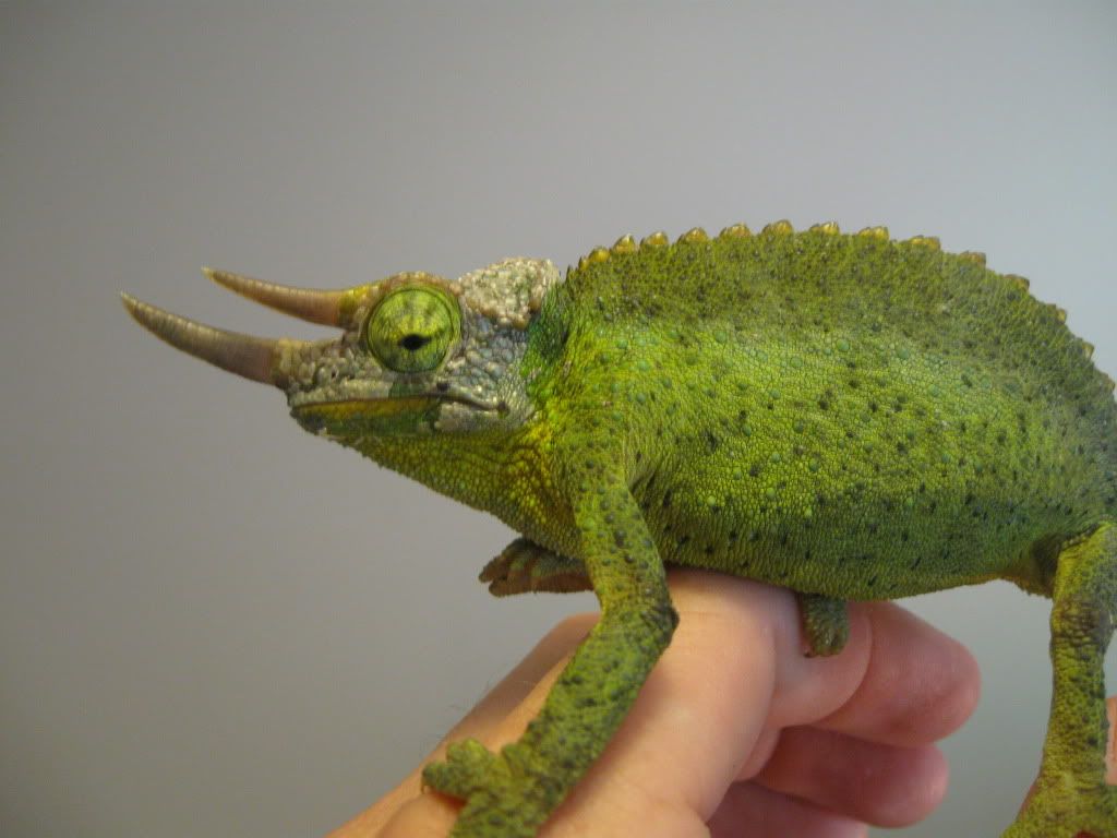 Chameleon006.jpg