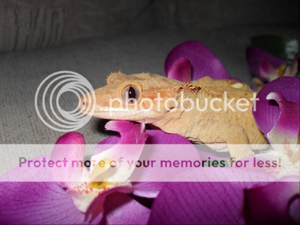 Buffie1.jpg
