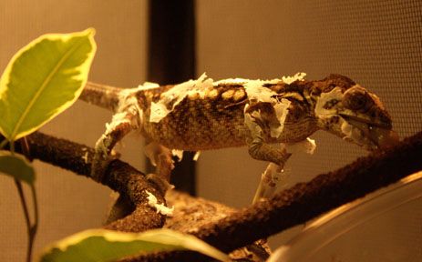venus-shedding5.jpg