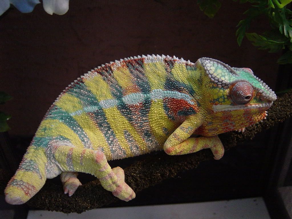 DSC00130.jpg