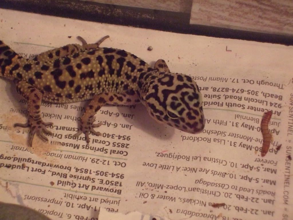 Leo11-2-10008-1.jpg