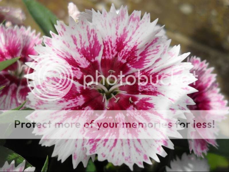Dianthus.jpg