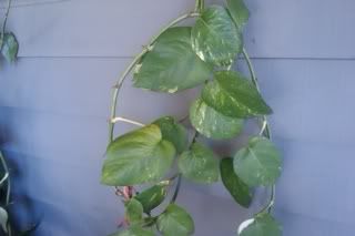IMAG0866.jpg