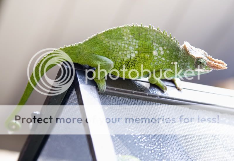 07022011_trogdor.jpg