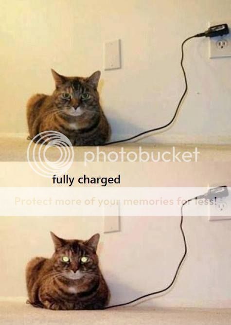 chargedcat.jpg