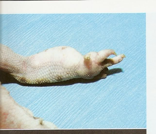 scan0012.jpg