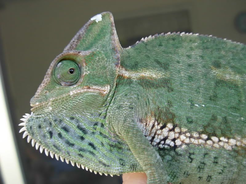 DSCN5443.jpg