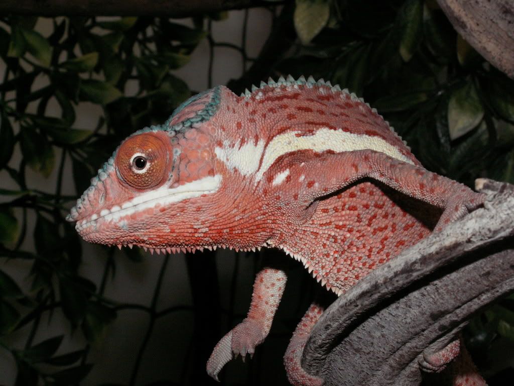 porkchop2.jpg