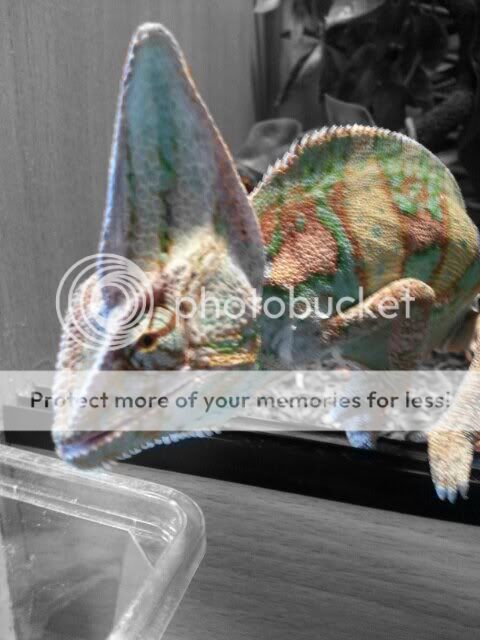 ColorSplashFX-20120906113832.jpg