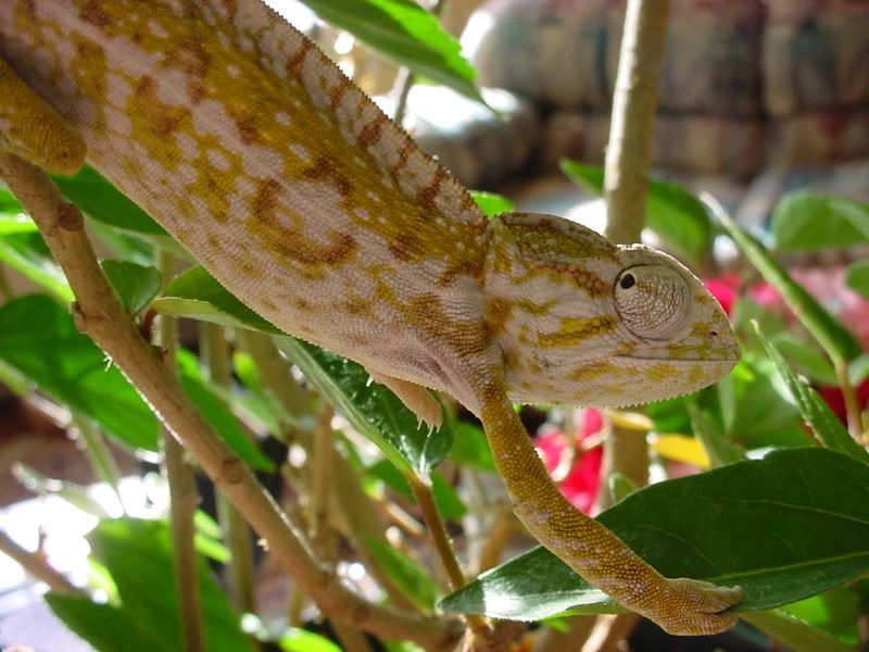 latsandskinks10-20-08090.jpg